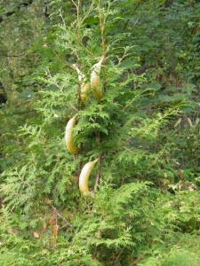 Suomussalmelainen banaanipuu kukkii iloisesti syötäviä banaaneja.