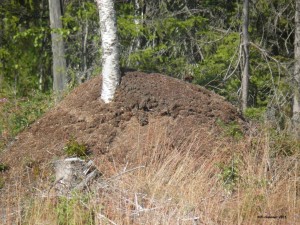 Kusijaispesän lämpö ruokkii koivua kiljukanisterin sijasta. Kansanperinteemme katoaa ja unohtuu nettisukupolven ryystäessä energiajuomia.